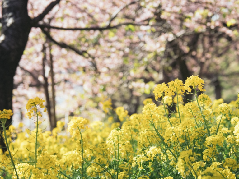 兵庫県の桜名所ベスト10：春に訪れたい美しいスポット – TABIJI PLUS
