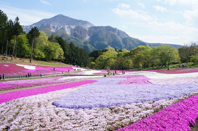 出典：「羊山公園 芝桜の丘 | 秩父観光なび⧉」｜秩父観光なび
https://navi.city.chichibu.lg.jp/p_flower/1808/