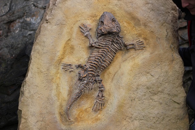 fossils