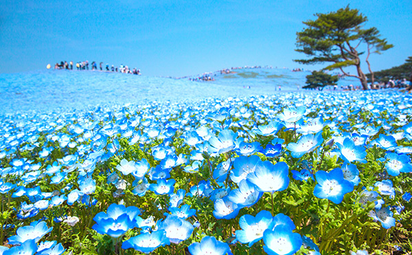 国営ひたち海浜公園