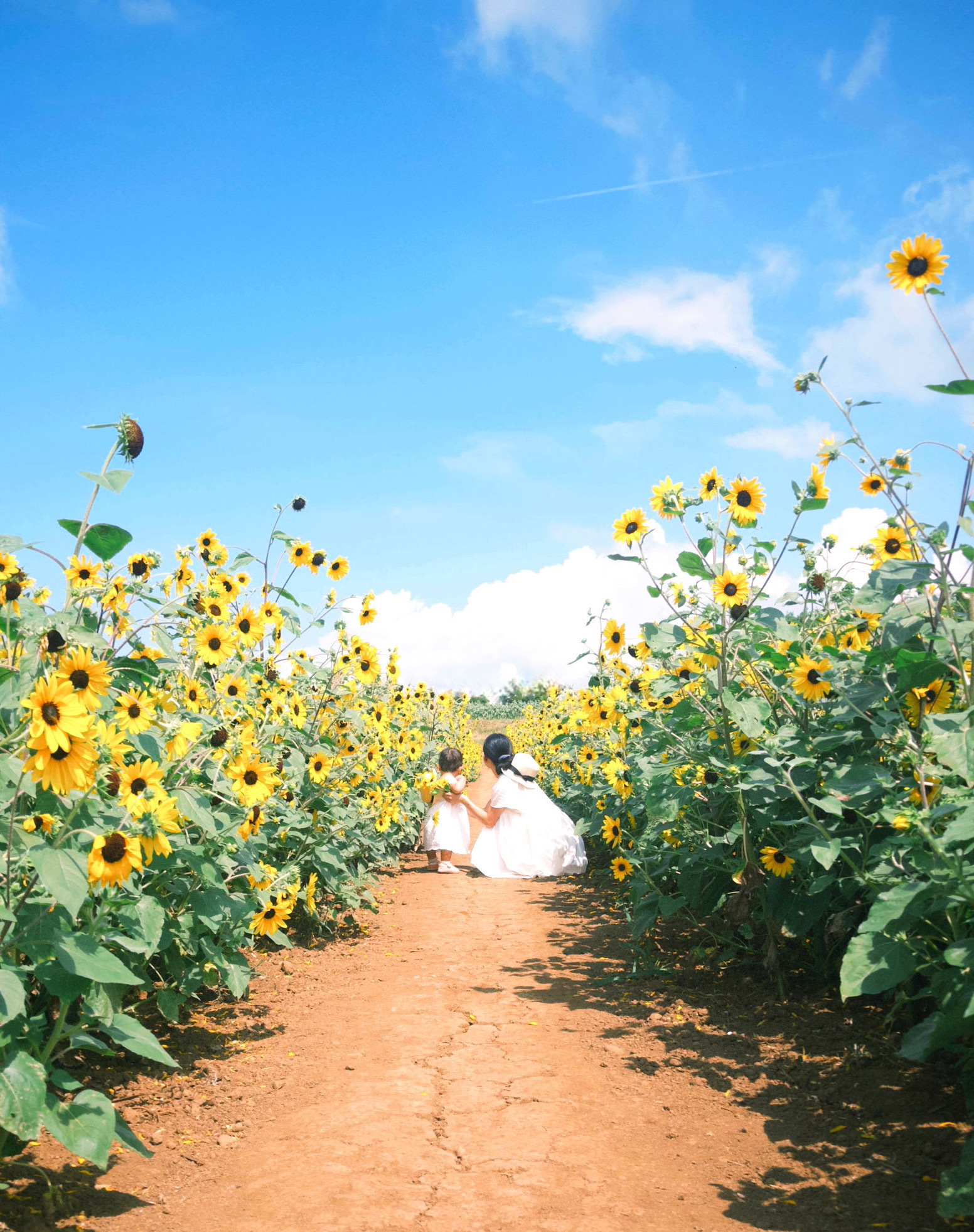明野ひまわり畑