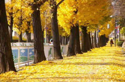 天理市イチョウ並木