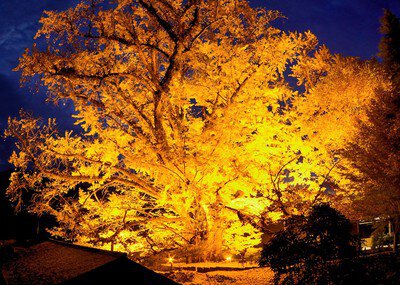 下城の大イチョウ