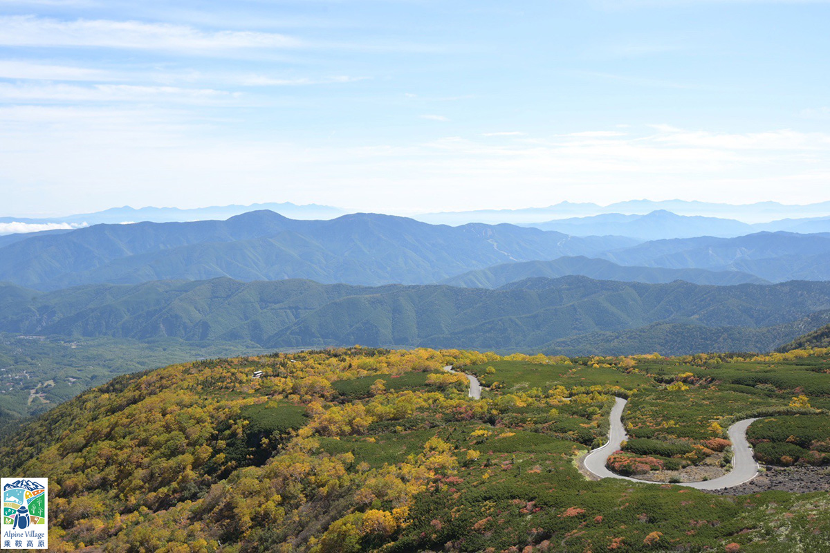 一の瀬のオオカエデ