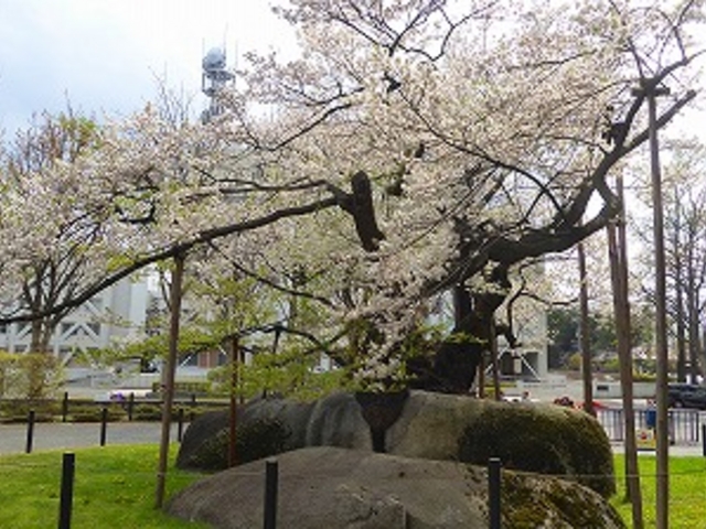石割桜