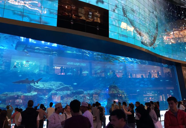 ドバイ水族館＆アンダーウォーターズー