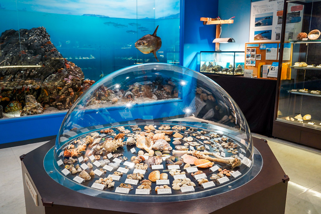 遠藤貝類博物館