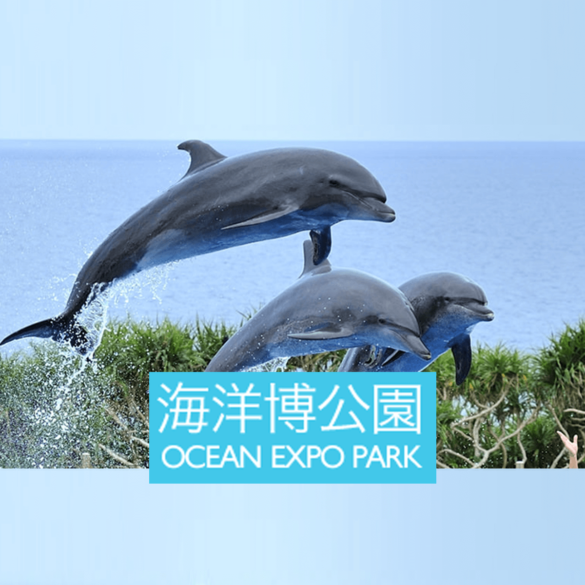 美ら海水族館
