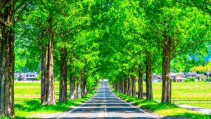 メタセコイア並木