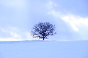 セブンスターの木