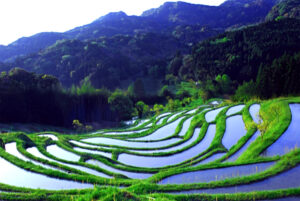 大山千枚田