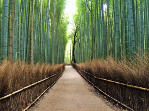 野宮神社