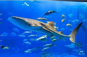 沖縄美ら海水族館
