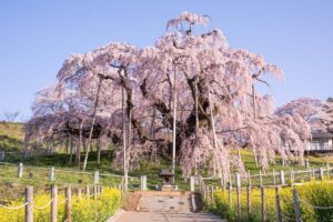 三春滝桜