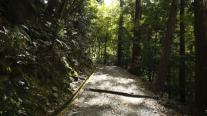 春日山原始林
