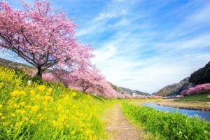 河津桜