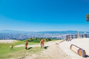 若草山